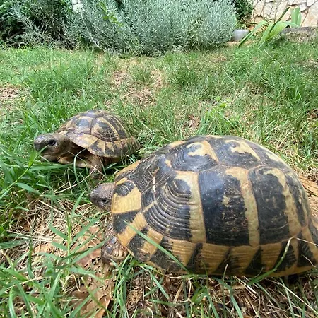 Sea View Pensionat Pula