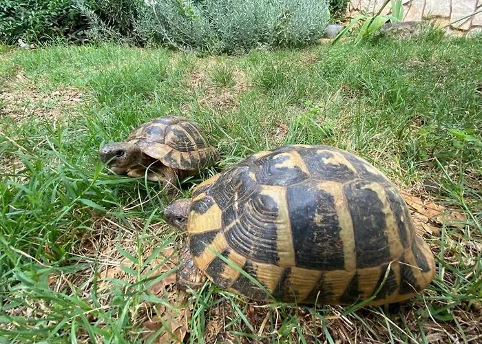 Sea View Konukevi Pula